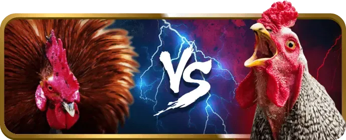 Cock Fighting